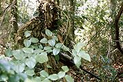 U.S. Marine Corps sniper in a ghillie suit, from https://en.wikipedia.org/wiki/File:Marine_sniper_ghillie_suit.JPG, GNU Free Documentation License